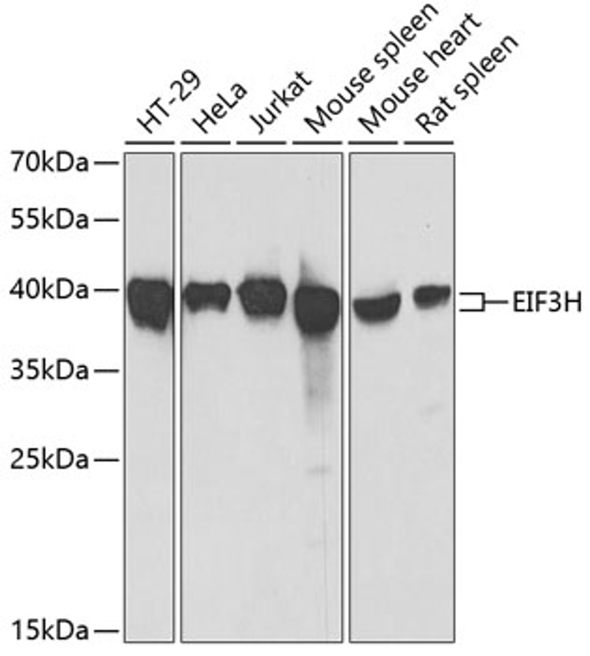 Western blot analysis of extracts of various cell lines, using EIF3H antibody (22-640) at 1:1000 dilution.<br/>Secondary antibody: HRP Goat Anti-Rabbit IgG (H+L) at 1:10000 dilution.<br/>Lysates/proteins: 25ug per lane.<br/>Blocking buffer: 3% nonfat dry milk in TBST.<br/>Detection: ECL Basic Kit.<br/>Exposure time: 90s.