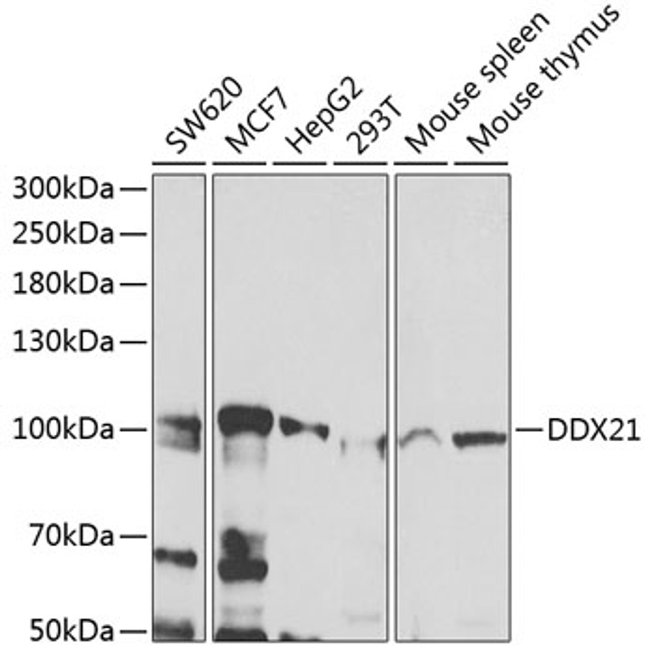 Western blot analysis of extracts of various cell lines, using DDX21 antibody (22-646) at 1:1000 dilution._Secondary antibody: HRP Goat Anti-Rabbit IgG (H+L) at 1:10000 dilution._Lysates/proteins: 25ug per lane._Blocking buffer: 3% nonfat dry milk in TBST._Detection: ECL Enhanced Kit._Exposure time: 60s.