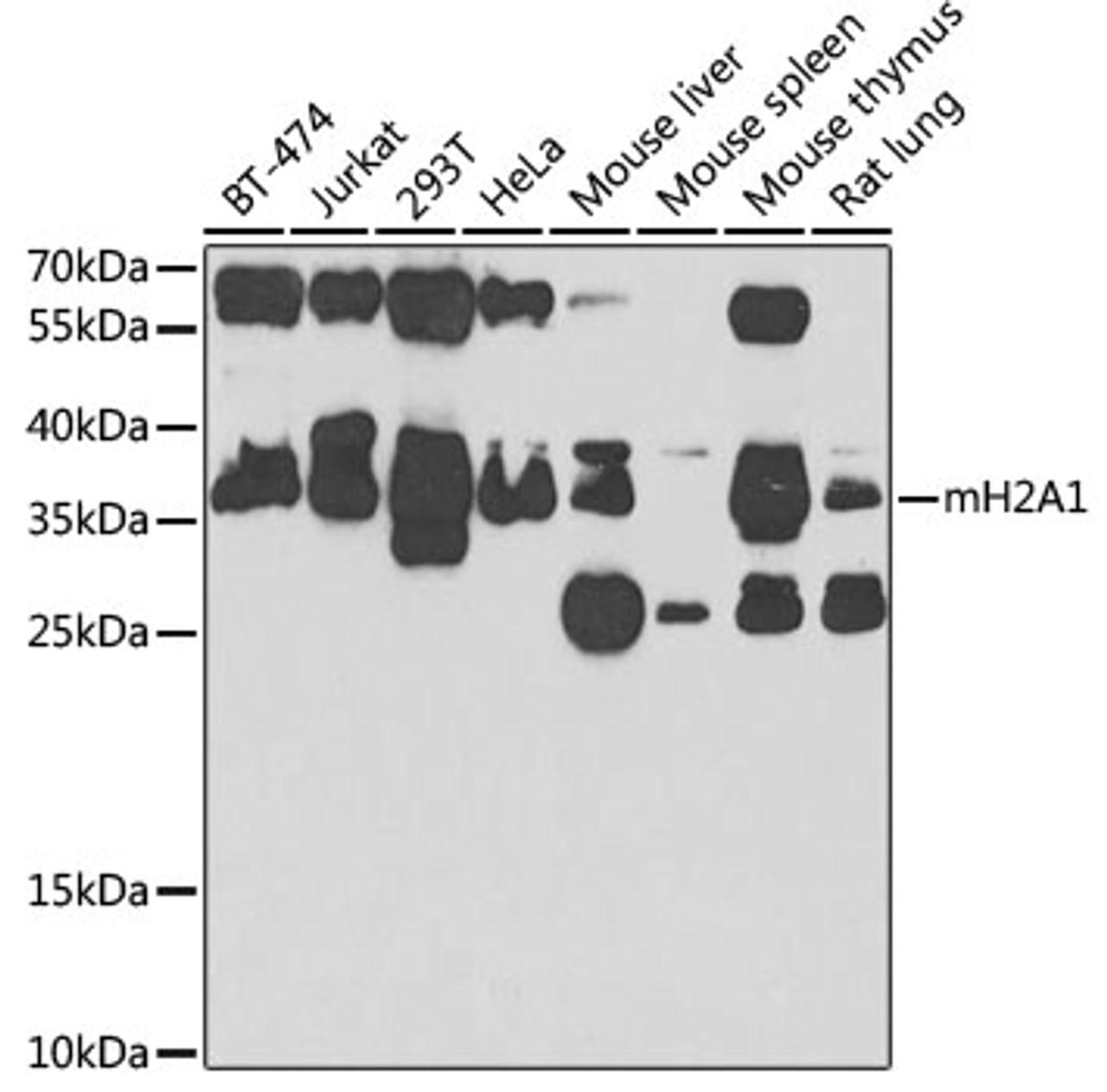 Western blot analysis of extracts of various cell lines, using H2AFY antibody (22-656) at 1:1000 dilution.<br/>Secondary antibody: HRP Goat Anti-Rabbit IgG (H+L) at 1:10000 dilution.<br/>Lysates/proteins: 25ug per lane.<br/>Blocking buffer: 3% nonfat dry milk in TBST.<br/>Detection: ECL Basic Kit.<br/>Exposure time: 90s.