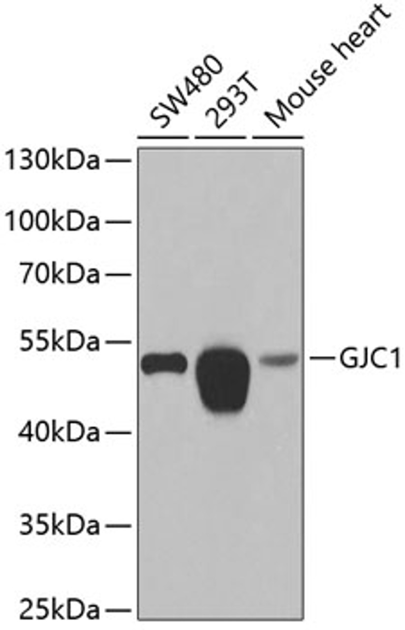 Western blot analysis of extracts of various cell lines, using GJC1 antibody (22-661) at 1:1000 dilution.<br/>Secondary antibody: HRP Goat Anti-Rabbit IgG (H+L) at 1:10000 dilution.<br/>Lysates/proteins: 25ug per lane.<br/>Blocking buffer: 3% nonfat dry milk in TBST.<br/>Detection: ECL Basic Kit.<br/>Exposure time: 30s.