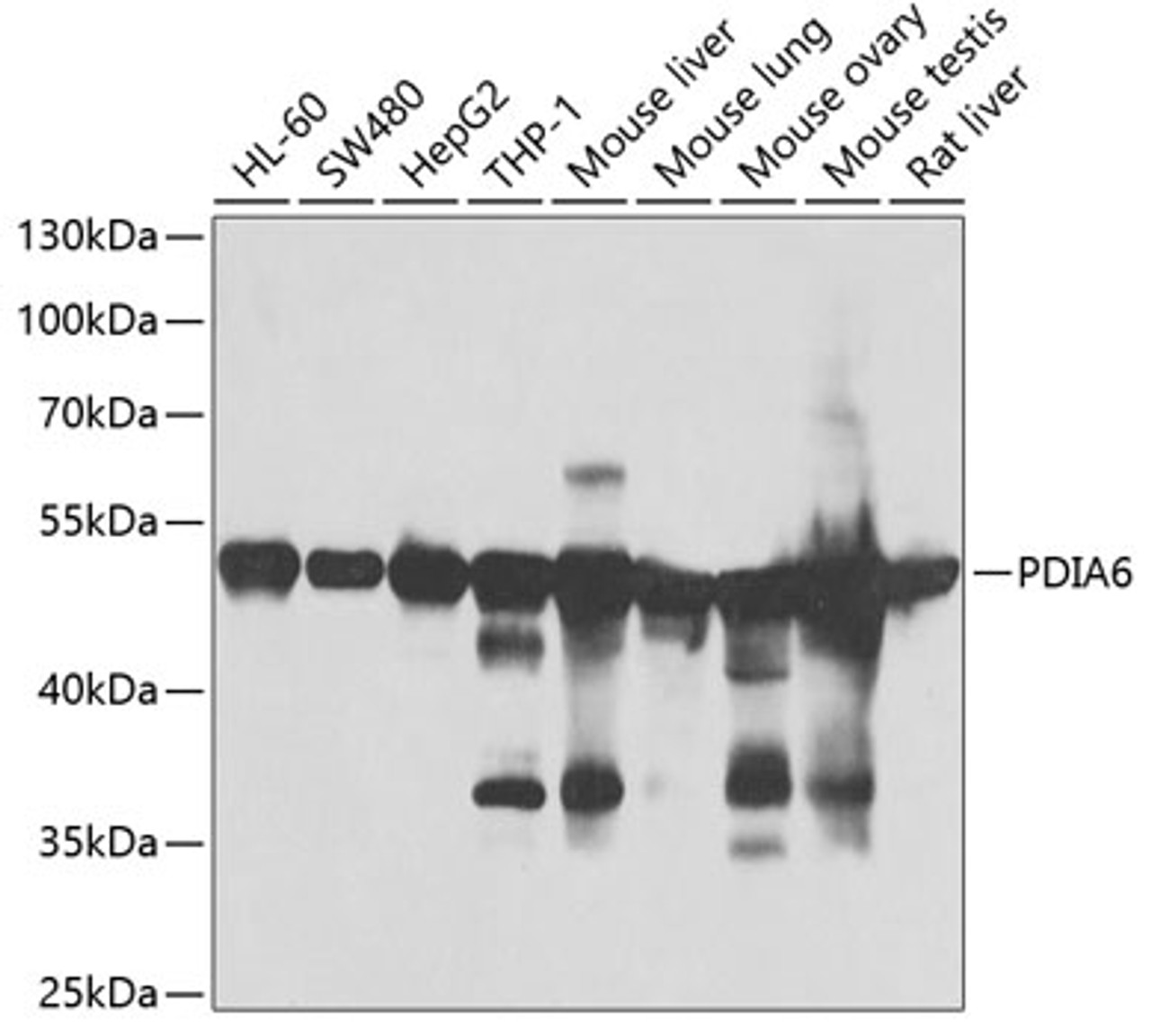 Western blot analysis of extracts of various cell lines, using PDIA6 antibody (22-663) at 1:1000 dilution.<br/>Secondary antibody: HRP Goat Anti-Rabbit IgG (H+L) at 1:10000 dilution.<br/>Lysates/proteins: 25ug per lane.<br/>Blocking buffer: 3% nonfat dry milk in TBST.<br/>Detection: ECL Basic Kit.<br/>Exposure time: 60s.
