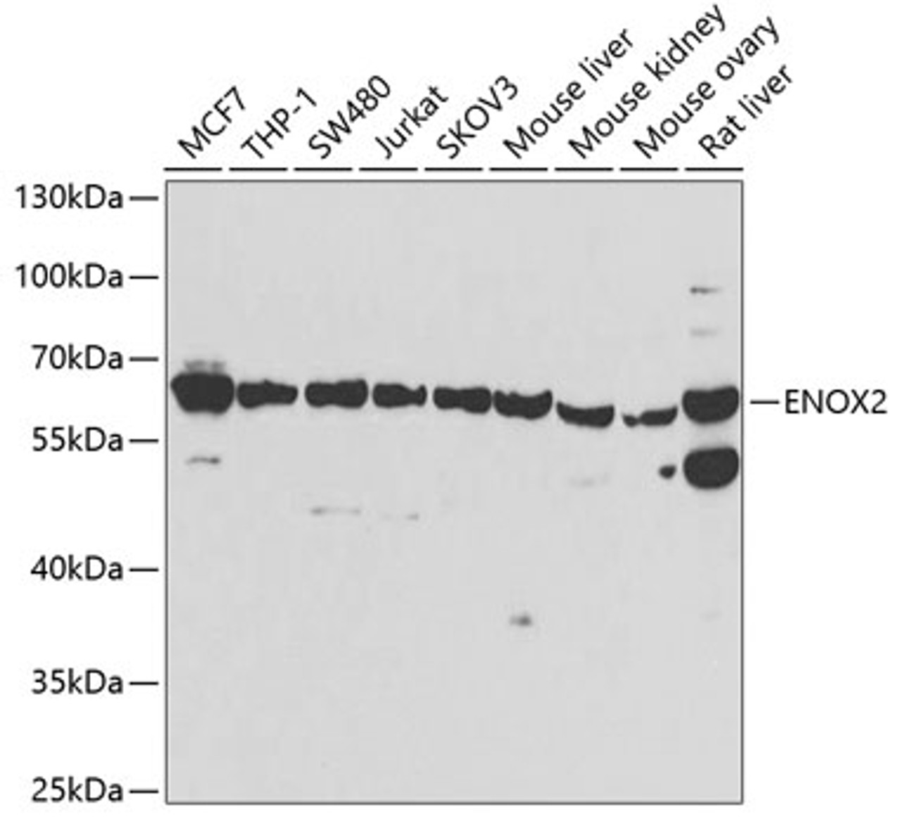 Western blot analysis of extracts of various cell lines, using ENOX2 antibody (22-669) at 1:1000 dilution.<br/>Secondary antibody: HRP Goat Anti-Rabbit IgG (H+L) at 1:10000 dilution.<br/>Lysates/proteins: 25ug per lane.<br/>Blocking buffer: 3% nonfat dry milk in TBST.<br/>Detection: ECL Basic Kit.<br/>Exposure time: 15s.