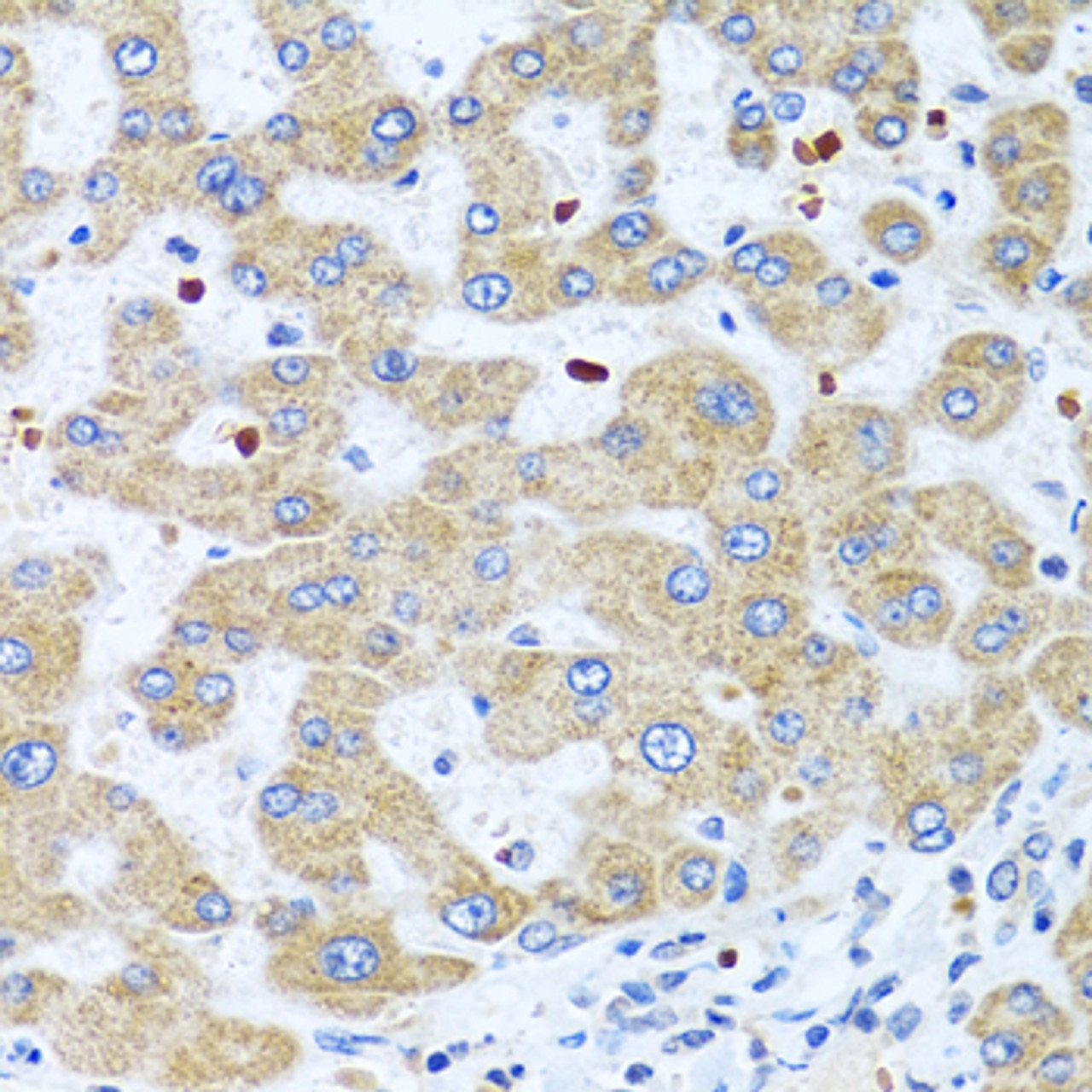 Immunohistochemistry of paraffin-embedded human liver using NMU antibody (22-672) at dilution of 1:100 (40x lens) .