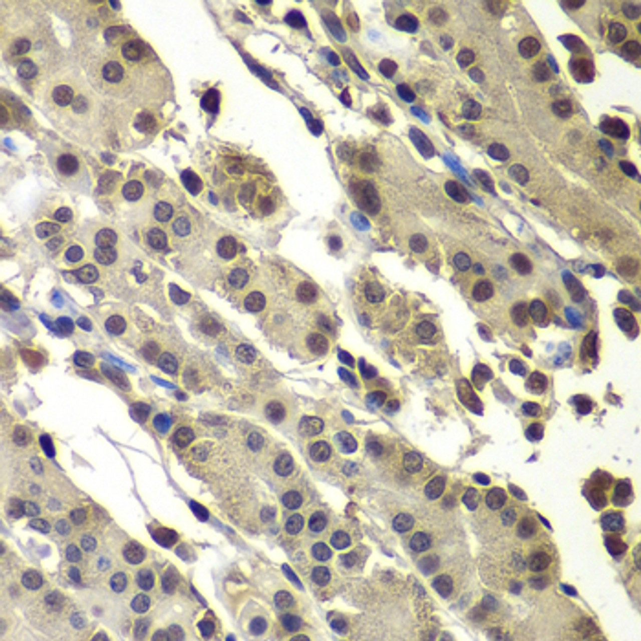 Immunohistochemistry of paraffin-embedded human stomach using SUB1 antibody (22-674) at dilution of 1:100 (40x lens) .