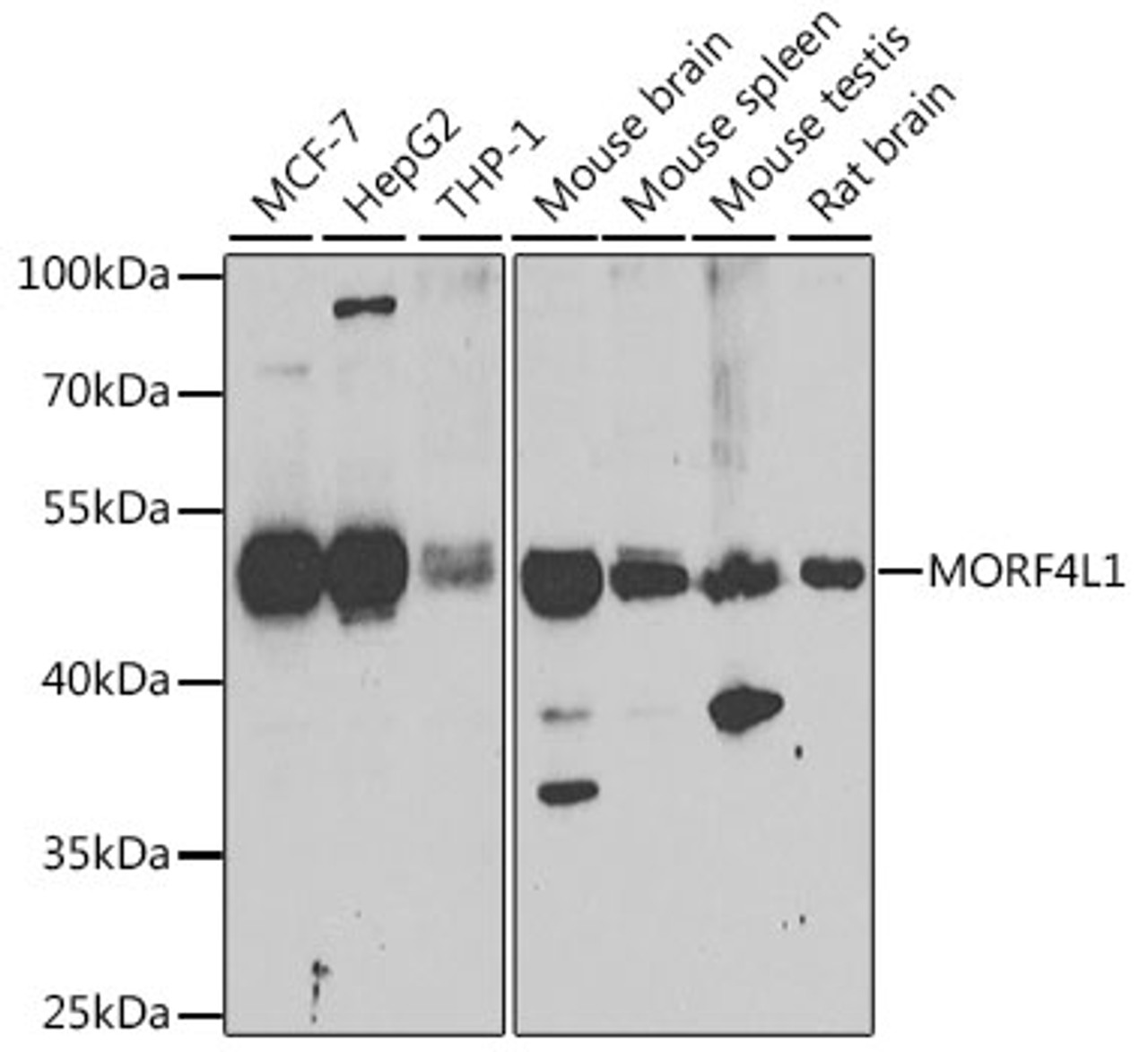 Western blot analysis of extracts of various cell lines, using MORF4L1 antibody (22-675) at 1:1000 dilution.<br/>Secondary antibody: HRP Goat Anti-Rabbit IgG (H+L) at 1:10000 dilution.<br/>Lysates/proteins: 25ug per lane.<br/>Blocking buffer: 3% nonfat dry milk in TBST.<br/>Detection: ECL Enhanced Kit.<br/>Exposure time: 90s.