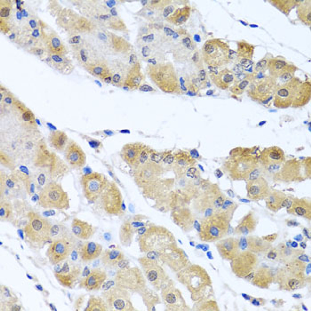 Immunohistochemistry of paraffin-embedded human stomach using OGFR antibody (22-678) at dilution of 1:100 (40x lens) .