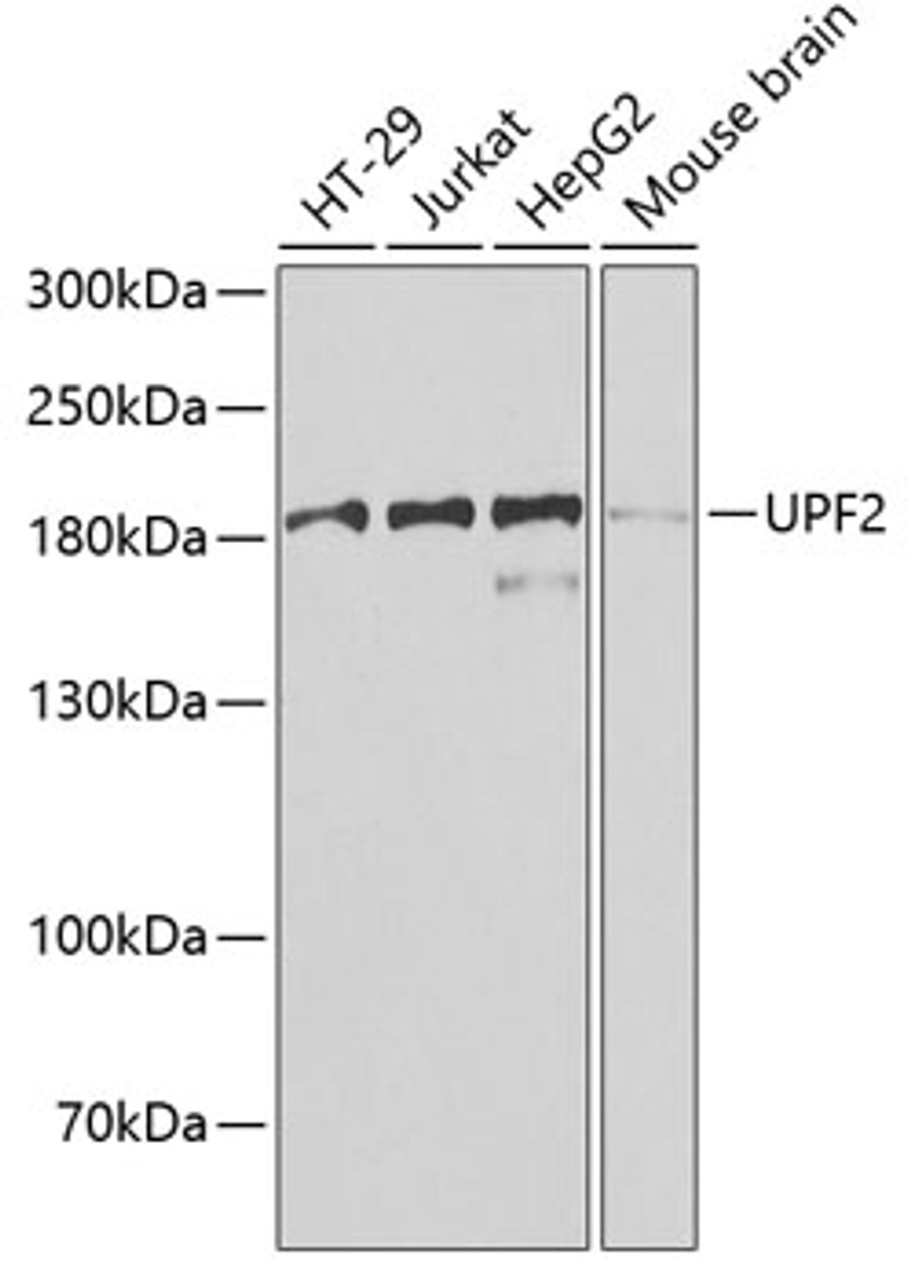 Western blot analysis of extracts of various cell lines, using UPF2 antibody (22-689) at 1:1000 dilution.<br/>Secondary antibody: HRP Goat Anti-Rabbit IgG (H+L) at 1:10000 dilution.<br/>Lysates/proteins: 25ug per lane.<br/>Blocking buffer: 3% nonfat dry milk in TBST.<br/>Detection: ECL Basic Kit.<br/>Exposure time: 90s.