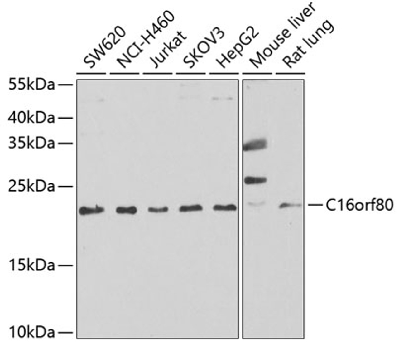 Western blot analysis of extracts of various cell lines, using C16orf80 antibody (22-697) at 1:1000 dilution.<br/>Secondary antibody: HRP Goat Anti-Rabbit IgG (H+L) at 1:10000 dilution.<br/>Lysates/proteins: 25ug per lane.<br/>Blocking buffer: 3% nonfat dry milk in TBST.<br/>Detection: ECL Enhanced Kit.<br/>Exposure time: 90s.