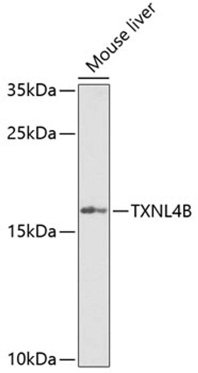 Western blot analysis of extracts of mouse liver, using TXNL4B Antibody (22-711) at 1:1000 dilution.<br/>Secondary antibody: HRP Goat Anti-Rabbit IgG (H+L) at 1:10000 dilution.<br/>Lysates/proteins: 25ug per lane.<br/>Blocking buffer: 3% nonfat dry milk in TBST.<br/>Detection: ECL Enhanced Kit.<br/>Exposure time: 90s.