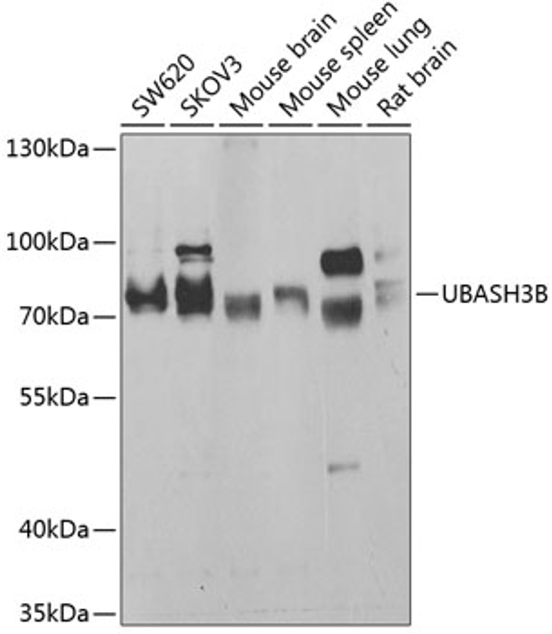Western blot analysis of extracts of various cell lines, using UBASH3B antibody (22-735) at 1:1000 dilution.<br/>Secondary antibody: HRP Goat Anti-Rabbit IgG (H+L) at 1:10000 dilution.<br/>Lysates/proteins: 25ug per lane.<br/>Blocking buffer: 3% nonfat dry milk in TBST.<br/>Detection: ECL Basic Kit.<br/>Exposure time: 30s.