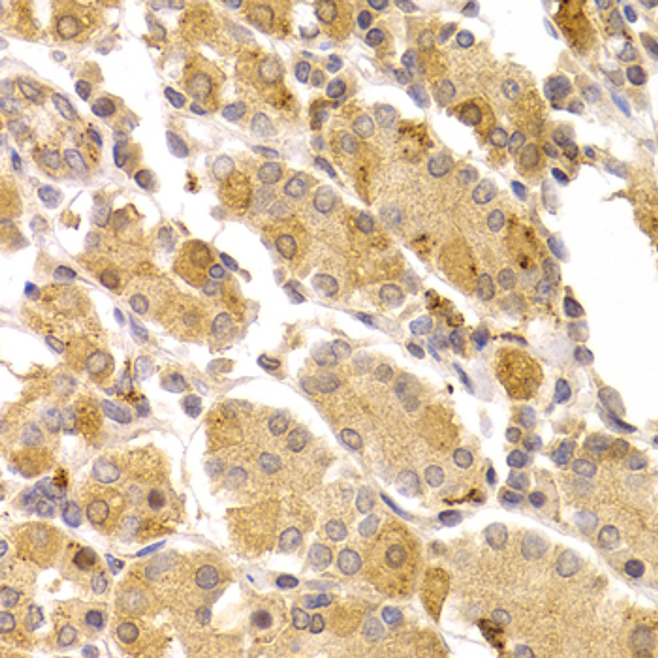 Immunohistochemistry of paraffin-embedded human stomach using ART5 antibody (22-738) at dilution of 1:100 (40x lens) .