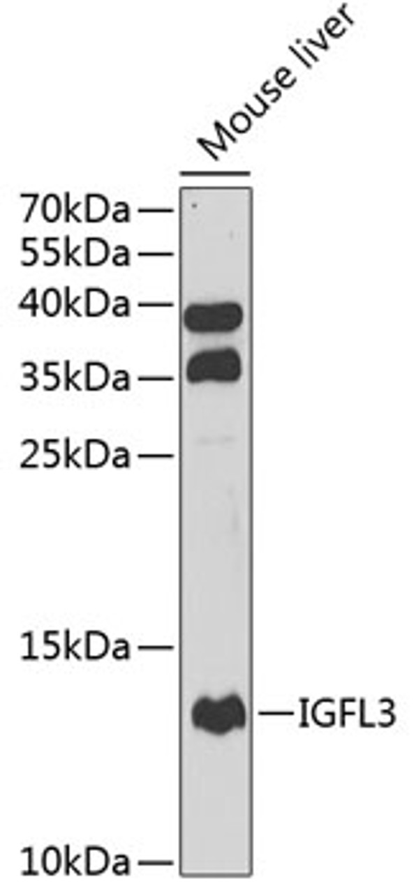 Western blot analysis of extracts of mouse liver, using IGFL3 antibody (22-745) at 1:1000 dilution.<br/>Secondary antibody: HRP Goat Anti-Rabbit IgG (H+L) at 1:10000 dilution.<br/>Lysates/proteins: 25ug per lane.<br/>Blocking buffer: 3% nonfat dry milk in TBST.<br/>Detection: ECL Basic Kit.<br/>Exposure time: 90s.
