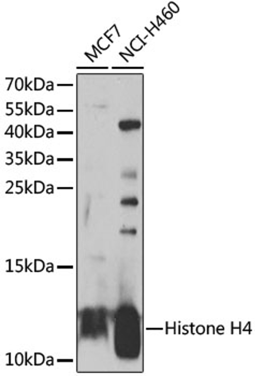 Western blot analysis of extracts of various cell lines, using Histone H4 antibody (22-747) at 1:1000 dilution.<br/>Secondary antibody: HRP Goat Anti-Rabbit IgG (H+L) at 1:10000 dilution.<br/>Lysates/proteins: 25ug per lane.<br/>Blocking buffer: 3% nonfat dry milk in TBST.<br/>Detection: ECL Basic Kit.<br/>Exposure time: 30s.