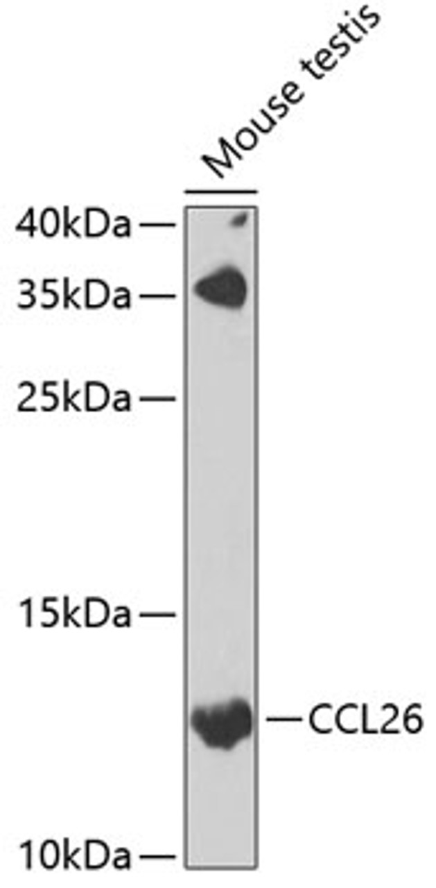 Western blot analysis of extracts of mouse testis, using CCL26 antibody (22-757) at 1:1000 dilution._Secondary antibody: HRP Goat Anti-Rabbit IgG (H+L) at 1:10000 dilution._Lysates/proteins: 25ug per lane._Blocking buffer: 3% nonfat dry milk in TBST._Detection: ECL Enhanced Kit._Exposure time: 90s.