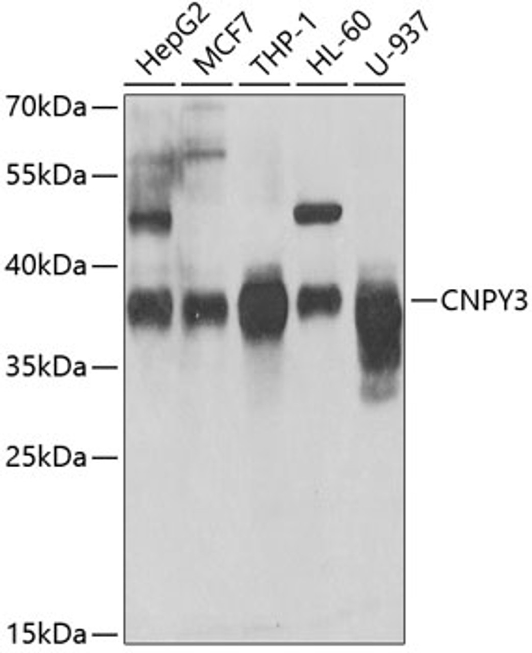 Western blot analysis of extracts of various cell lines, using CNPY3 antibody (22-758) at 1:1000 dilution._Secondary antibody: HRP Goat Anti-Rabbit IgG (H+L) at 1:10000 dilution._Lysates/proteins: 25ug per lane._Blocking buffer: 3% nonfat dry milk in TBST._Detection: ECL Enhanced Kit._Exposure time: 15s.