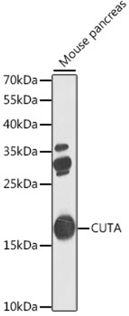 Western blot analysis of extracts of mouse pancreas, using CUTA antibody (22-759) at 1:1000 dilution.<br/>Secondary antibody: HRP Goat Anti-Rabbit IgG (H+L) at 1:10000 dilution.<br/>Lysates/proteins: 25ug per lane.<br/>Blocking buffer: 3% nonfat dry milk in TBST.<br/>Detection: ECL Basic Kit.<br/>Exposure time: 90s.