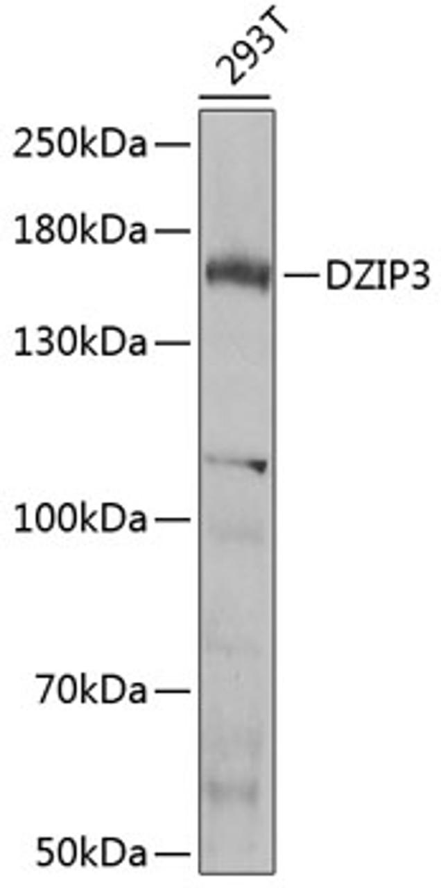 Western blot analysis of extracts of 293T cells, using DZIP3 Antibody (22-760) at 1:1000 dilution.<br/>Secondary antibody: HRP Goat Anti-Rabbit IgG (H+L) at 1:10000 dilution.<br/>Lysates/proteins: 25ug per lane.<br/>Blocking buffer: 3% nonfat dry milk in TBST.<br/>Detection: ECL Basic Kit.<br/>Exposure time: 15s.