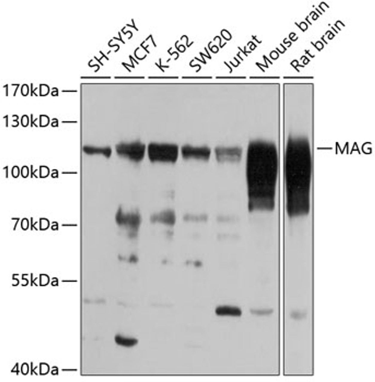 Western blot analysis of extracts of various cell lines, using MAG antibody (22-766) at 1:1000 dilution.<br/>Secondary antibody: HRP Goat Anti-Rabbit IgG (H+L) at 1:10000 dilution.<br/>Lysates/proteins: 25ug per lane.<br/>Blocking buffer: 3% nonfat dry milk in TBST.<br/>Detection: ECL Basic Kit.<br/>Exposure time: 1s.