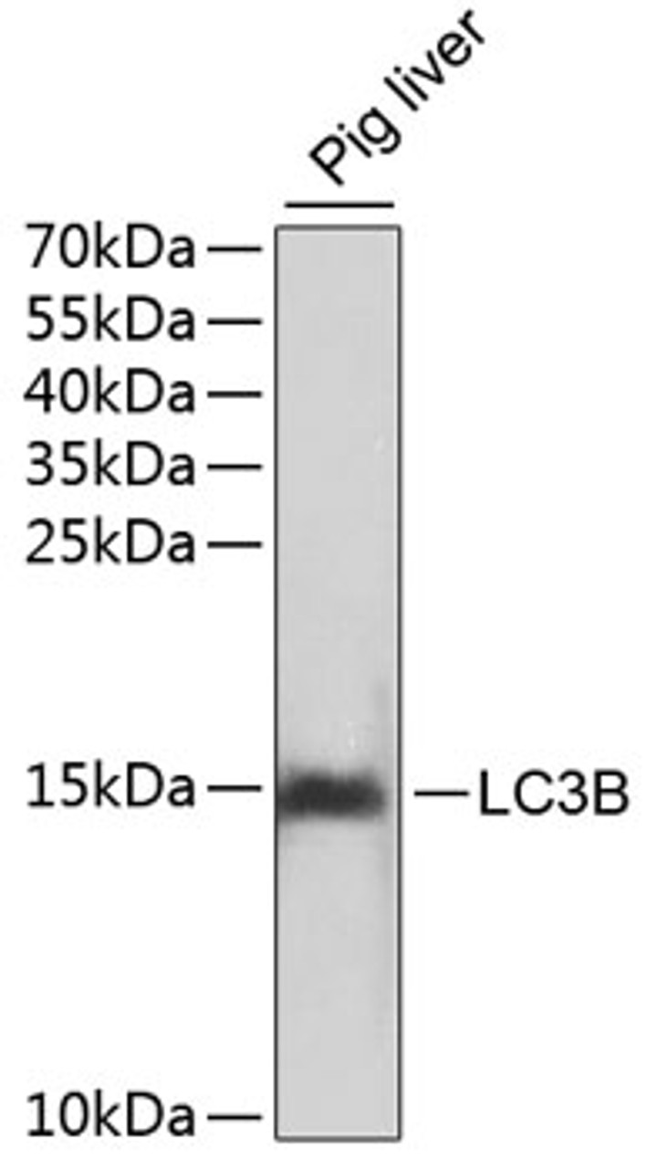 Western blot analysis of extracts of pig liver, using LC3B antibody (22-775) .<br/>Secondary antibody: HRP Goat Anti-Rabbit IgG (H+L) at 1:10000 dilution.<br/>Lysates/proteins: 25ug per lane.<br/>Blocking buffer: 3% nonfat dry milk in TBST.