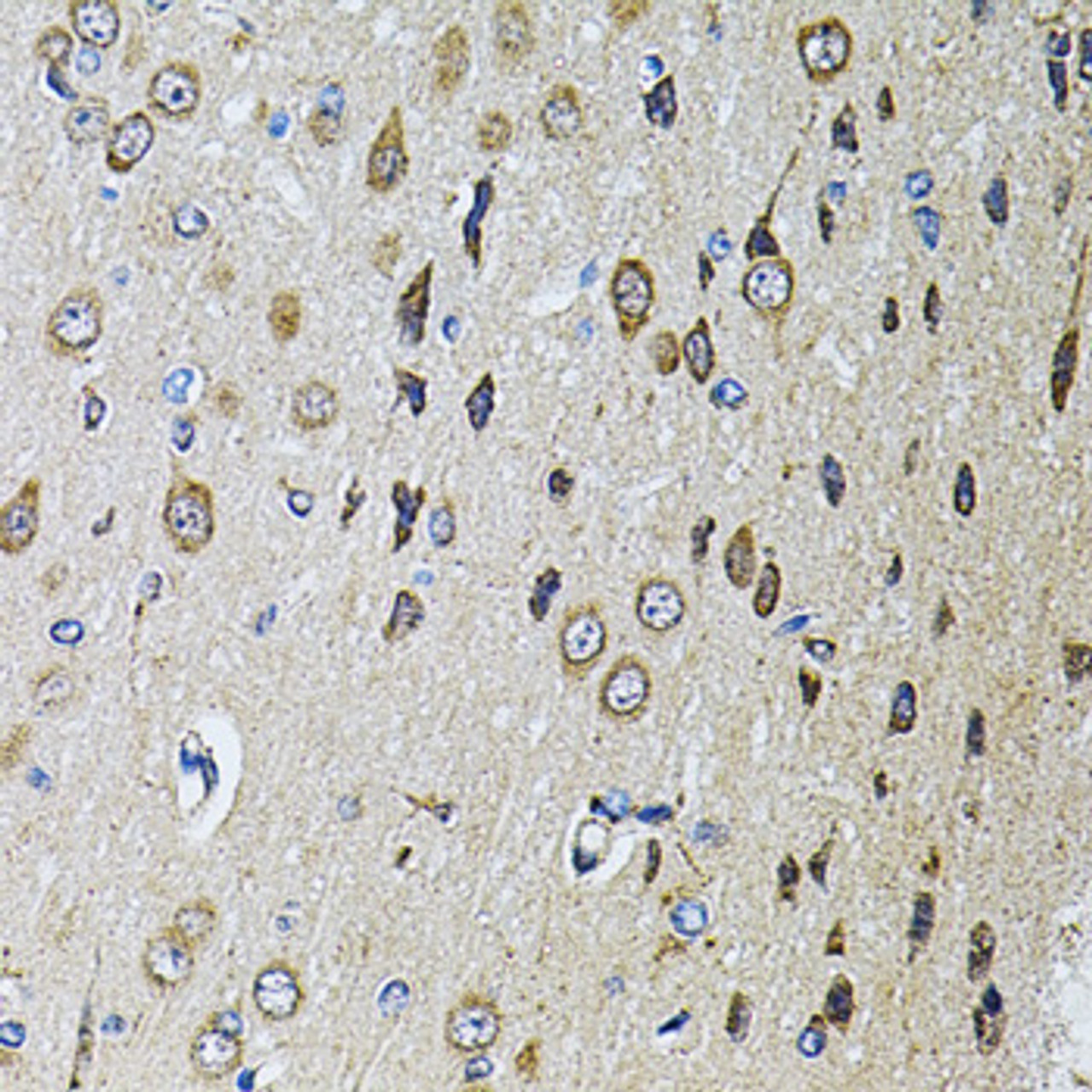 Immunohistochemistry of paraffin-embedded rat brain using PTPRE antibody (22-786) at dilution of 1:100 (40x lens) .