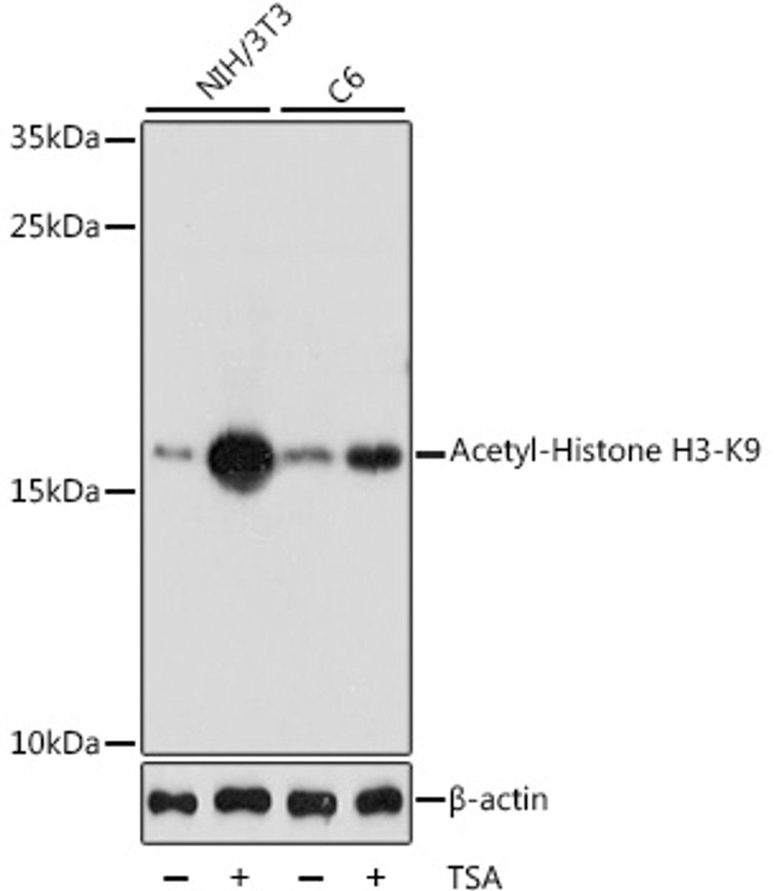 Western blot analysis of extracts of various cell lines, using Acetyl-Histone H3-K9 antibody (22-814) at 1:1000 dilution. Both NIH/3T3 cells and C6 cells were treated by TSA (1 uM) at 37℃ for 18 hours.<br/>Secondary antibody: HRP Goat Anti-Rabbit IgG (H+L) at 1:10000 dilution.<br/>Lysates/proteins: 25ug per lane.<br/>Blocking buffer: 3% nonfat dry milk in TBST.<br/>Detection: ECL Basic Kit.<br/>Exposure time: 1s.