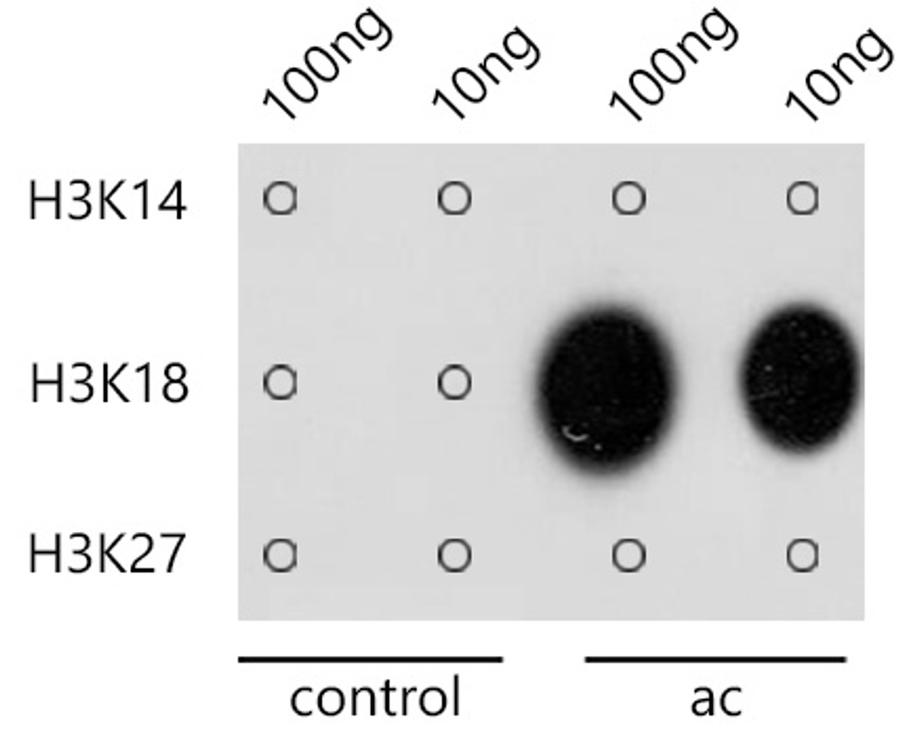 Dot-blot analysis of all sorts of methylation peptides using Acetyl-Histone H3-K18 antibody (22-816) at 1:1000 dilution.