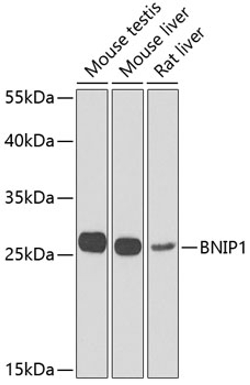 Western blot analysis of extracts of various cell lines, using BNIP1 Antibody (22-821) at 1:1000 dilution.<br/>Secondary antibody: HRP Goat Anti-Rabbit IgG (H+L) at 1:10000 dilution.<br/>Lysates/proteins: 25ug per lane.<br/>Blocking buffer: 3% nonfat dry milk in TBST.<br/>Detection: ECL Enhanced Kit.<br/>Exposure time: 90s.