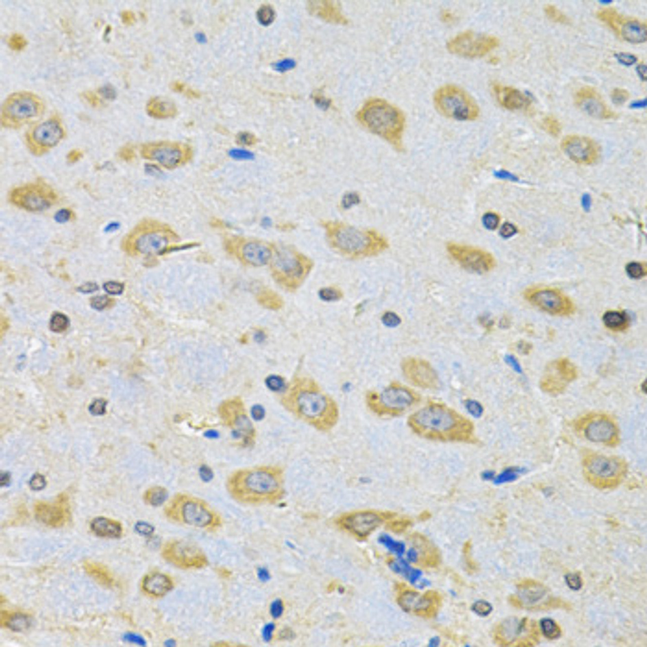 Immunohistochemistry of paraffin-embedded rat brain using BNIP1 Antibody (22-821) at dilution of 1:100 (40x lens) .