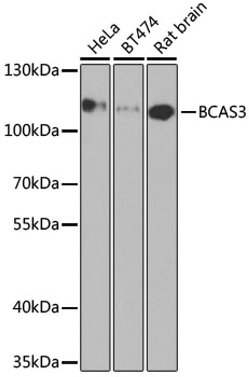 Western blot analysis of extracts of various cell lines, using BCAS3 antibody (22-827) at 1:1000 dilution.<br/>Secondary antibody: HRP Goat Anti-Rabbit IgG (H+L) at 1:10000 dilution.<br/>Lysates/proteins: 25ug per lane.<br/>Blocking buffer: 3% nonfat dry milk in TBST.<br/>Detection: ECL Basic Kit.<br/>Exposure time: 90s.