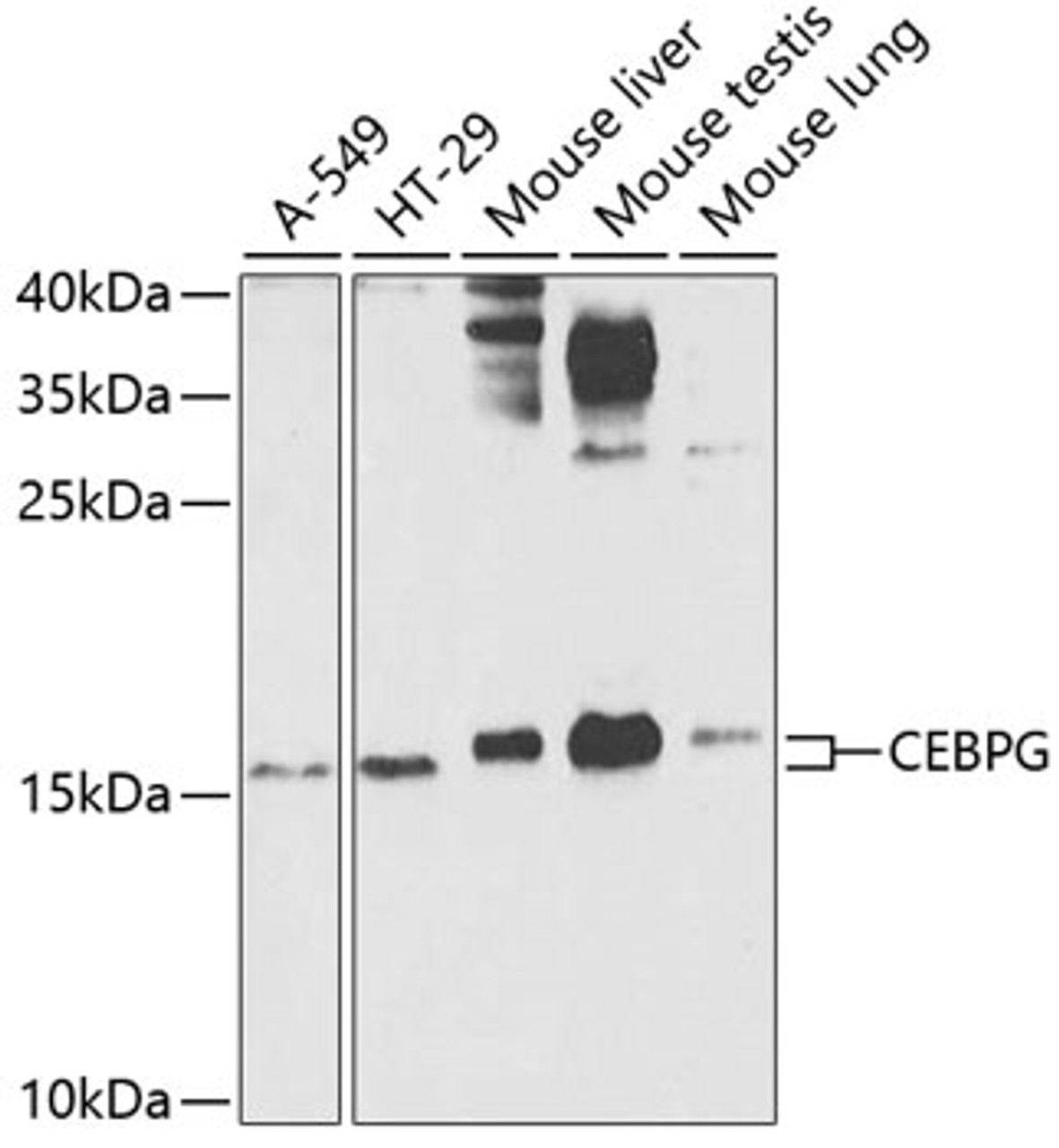 Western blot analysis of extracts of various cell lines, using CEBPG antibody (22-831) at 1:1000 dilution.<br/>Secondary antibody: HRP Goat Anti-Rabbit IgG (H+L) at 1:10000 dilution.<br/>Lysates/proteins: 25ug per lane.<br/>Blocking buffer: 3% nonfat dry milk in TBST.<br/>Detection: ECL Enhanced Kit.<br/>Exposure time: 90s.