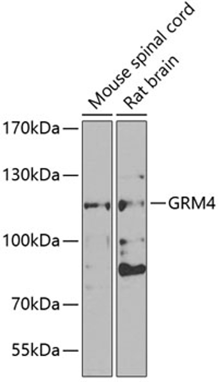 Western blot analysis of extracts of various cell lines, using GRM4 antibody (22-834) at 1:1000 dilution.<br/>Secondary antibody: HRP Goat Anti-Rabbit IgG (H+L) at 1:10000 dilution.<br/>Lysates/proteins: 25ug per lane.<br/>Blocking buffer: 3% nonfat dry milk in TBST.<br/>Detection: ECL Basic Kit.<br/>Exposure time: 90s.