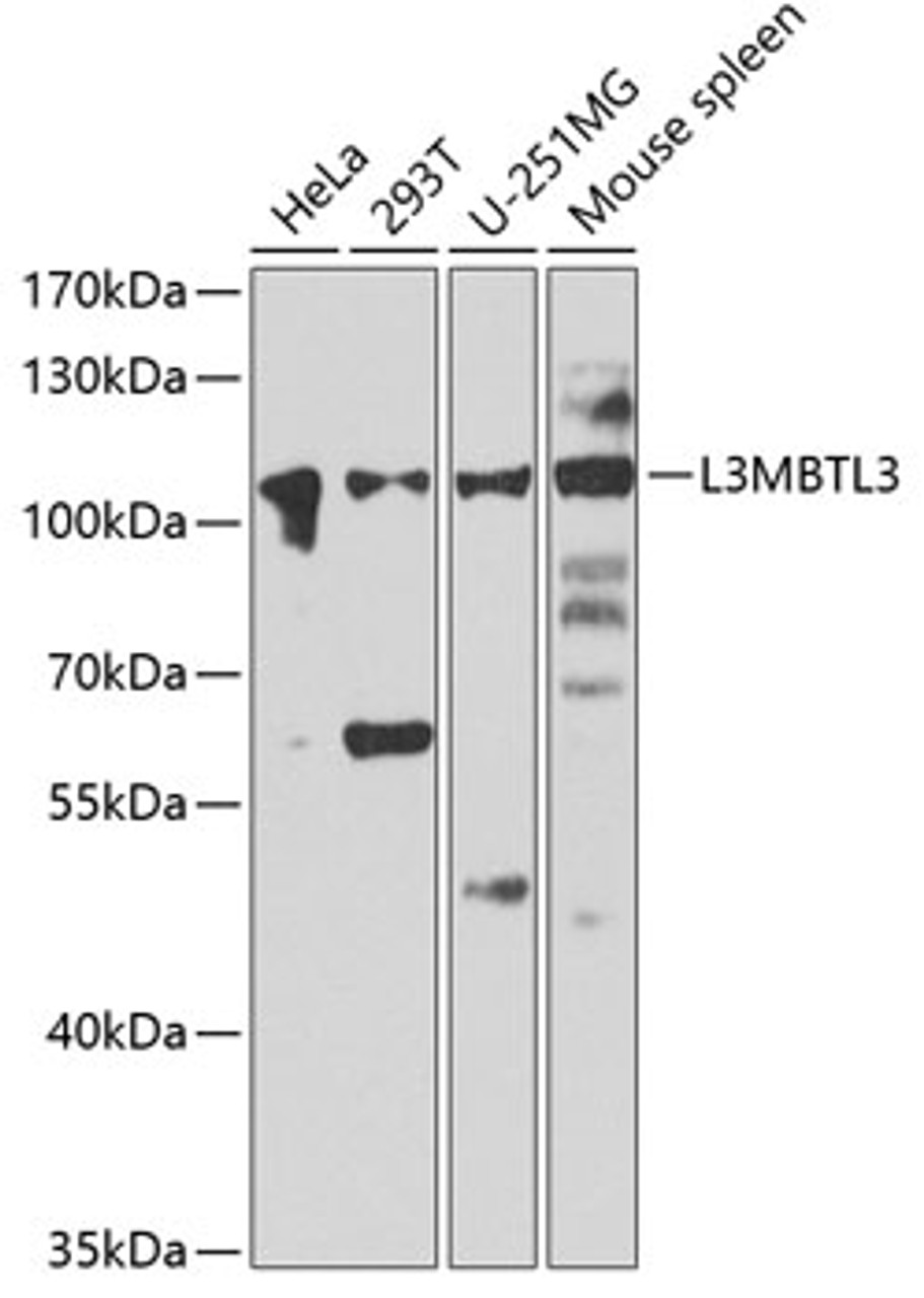 Western blot analysis of extracts of various cell lines, using L3MBTL3 antibody (22-838) at 1:1000 dilution._Secondary antibody: HRP Goat Anti-Rabbit IgG (H+L) at 1:10000 dilution._Lysates/proteins: 25ug per lane._Blocking buffer: 3% nonfat dry milk in TBST._Detection: ECL Enhanced Kit._Exposure time: 30s.