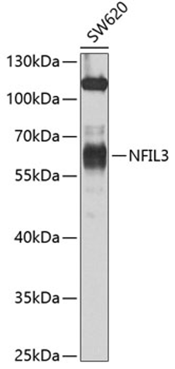 Western blot analysis of extracts of SW620 cells, using NFIL3 antibody (22-842) at 1:1000 dilution.<br/>Secondary antibody: HRP Goat Anti-Rabbit IgG (H+L) at 1:10000 dilution.<br/>Lysates/proteins: 25ug per lane.<br/>Blocking buffer: 3% nonfat dry milk in TBST.<br/>Detection: ECL Basic Kit.<br/>Exposure time: 90s.