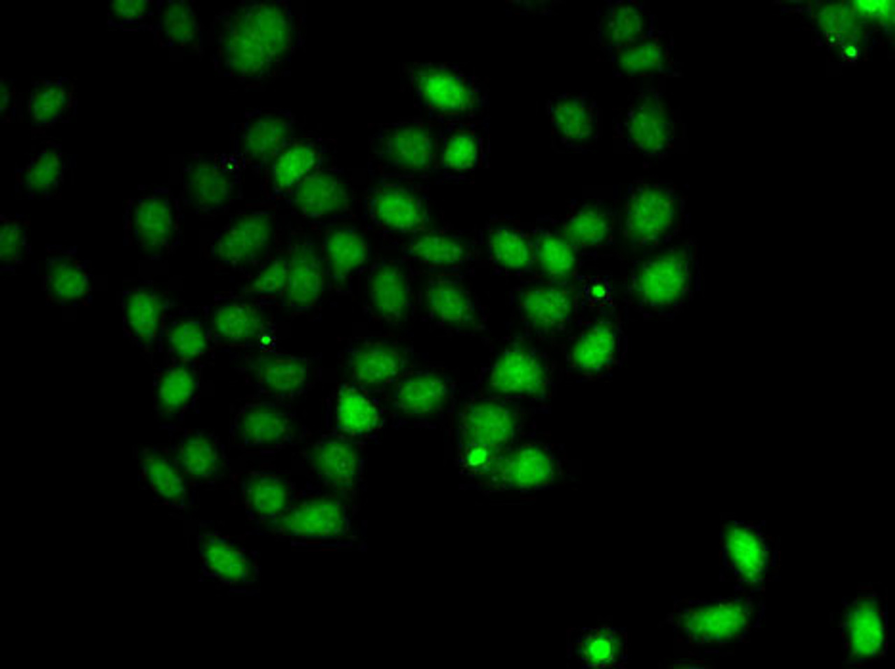 Immunofluorescence analysis of A-549 cells using PDCD5 antibody (22-844) .