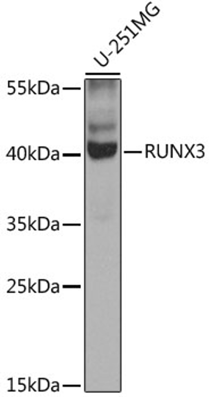 Western blot analysis of extracts of U-251MG cells, using RUNX3 antibody (22-848) at 1:1000 dilution.<br/>Secondary antibody: HRP Goat Anti-Rabbit IgG (H+L) at 1:10000 dilution.<br/>Lysates/proteins: 25ug per lane.<br/>Blocking buffer: 3% nonfat dry milk in TBST.<br/>Detection: ECL Enhanced Kit.<br/>Exposure time: 30s.