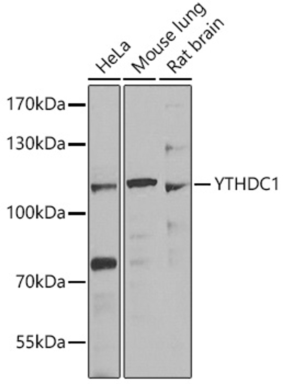 Western blot analysis of extracts of various cell lines, using YTHDC1 antibody (22-860) at 1:1000 dilution.<br/>Secondary antibody: HRP Goat Anti-Rabbit IgG (H+L) at 1:10000 dilution.<br/>Lysates/proteins: 25ug per lane.<br/>Blocking buffer: 3% nonfat dry milk in TBST.<br/>Detection: ECL Enhanced Kit.<br/>Exposure time: 90s.