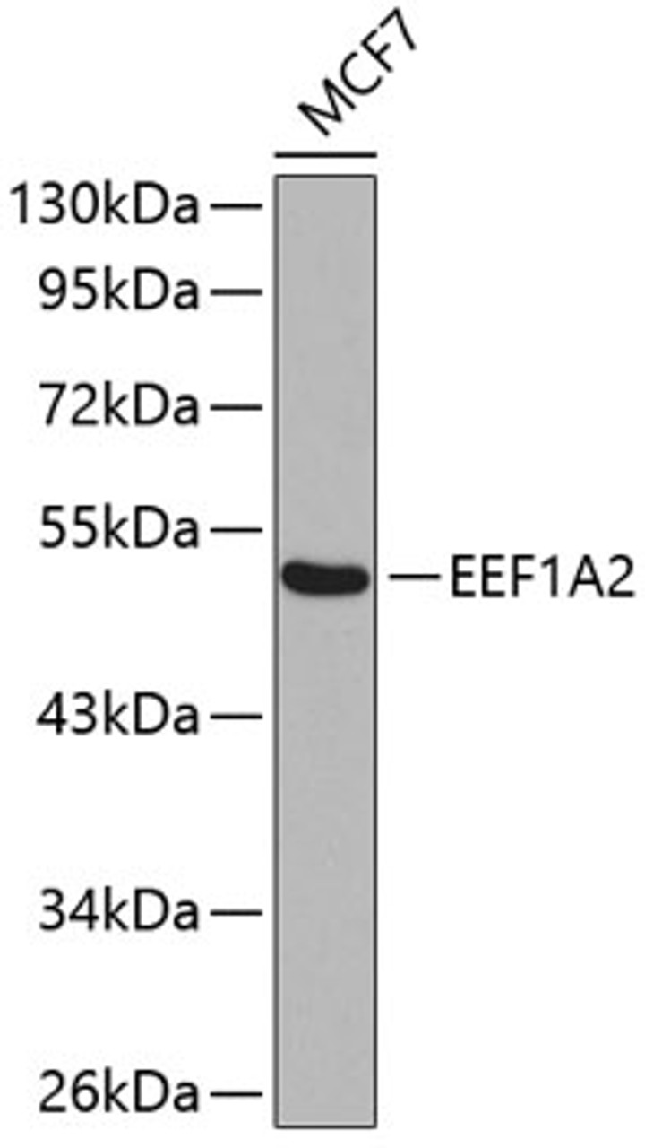Western blot analysis of extracts of MCF-7 cells, using EEF1A2 antibody (22-866) .<br/>Secondary antibody: HRP Goat Anti-Rabbit IgG (H+L) at 1:10000 dilution.<br/>Lysates/proteins: 25ug per lane.<br/>Blocking buffer: 3% nonfat dry milk in TBST.