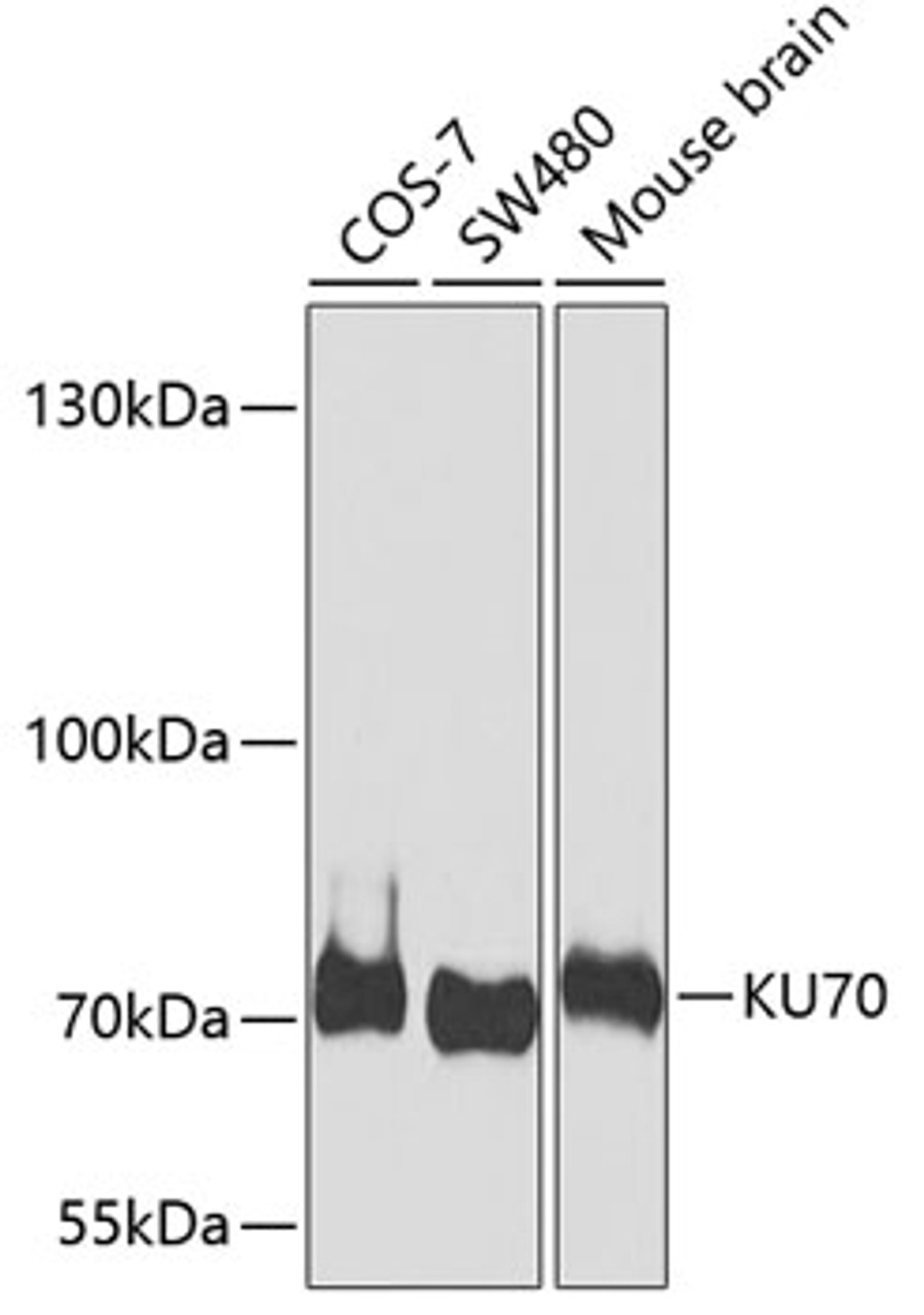 Western blot analysis of extracts of various cell lines, using KU70 antibody (22-868) at 1:1000 dilution.<br/>Secondary antibody: HRP Goat Anti-Rabbit IgG (H+L) at 1:10000 dilution.<br/>Lysates/proteins: 25ug per lane.<br/>Blocking buffer: 3% nonfat dry milk in TBST.<br/>Detection: ECL Basic Kit.<br/>Exposure time: 60s.