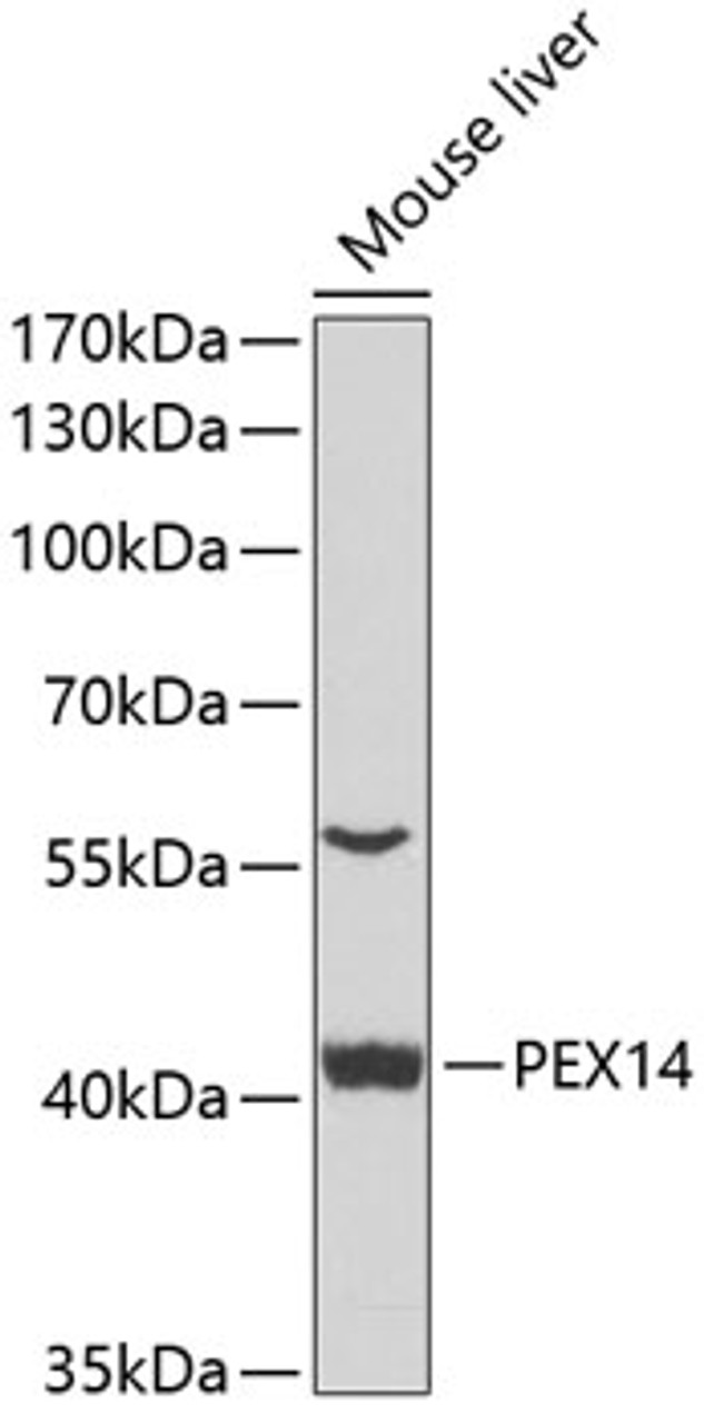 Western blot analysis of extracts of mouse liver, using PEX14 antibody (22-871) at 1:1000 dilution._Secondary antibody: HRP Goat Anti-Rabbit IgG (H+L) at 1:10000 dilution._Lysates/proteins: 25ug per lane._Blocking buffer: 3% nonfat dry milk in TBST._Detection: ECL Enhanced Kit._Exposure time: 90s.