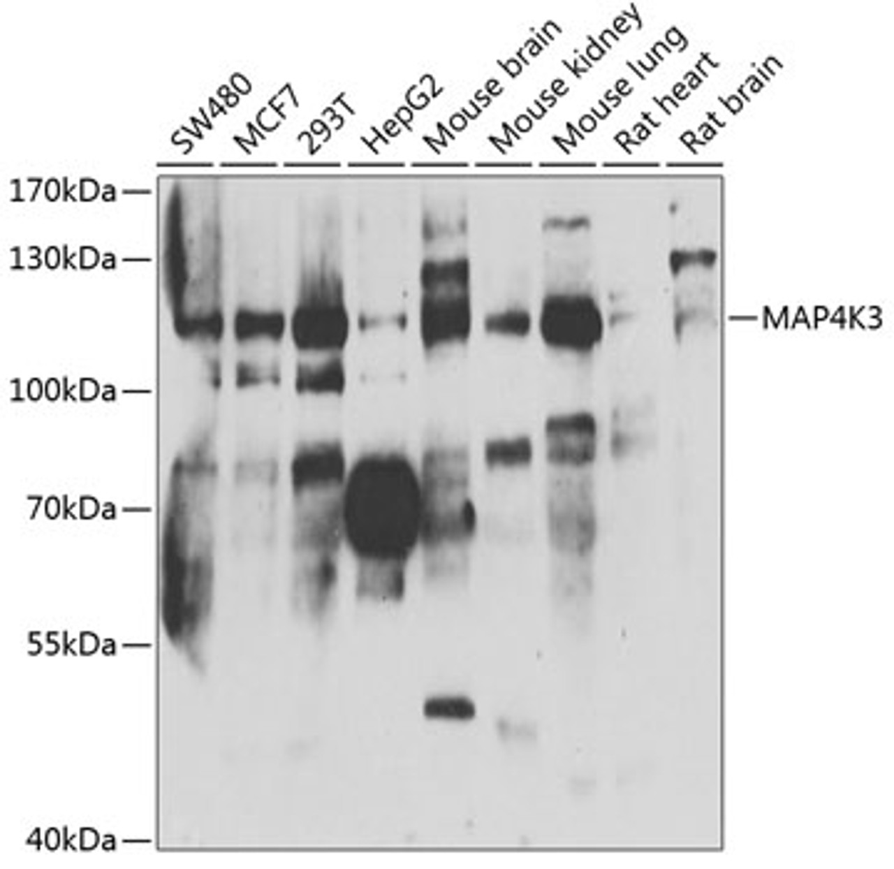 Western blot analysis of extracts of various cell lines, using MAP4K3 antibody (22-884) at 1:1000 dilution.<br/>Secondary antibody: HRP Goat Anti-Rabbit IgG (H+L) at 1:10000 dilution.<br/>Lysates/proteins: 25ug per lane.<br/>Blocking buffer: 3% nonfat dry milk in TBST.<br/>Detection: ECL Basic Kit.<br/>Exposure time: 90s.