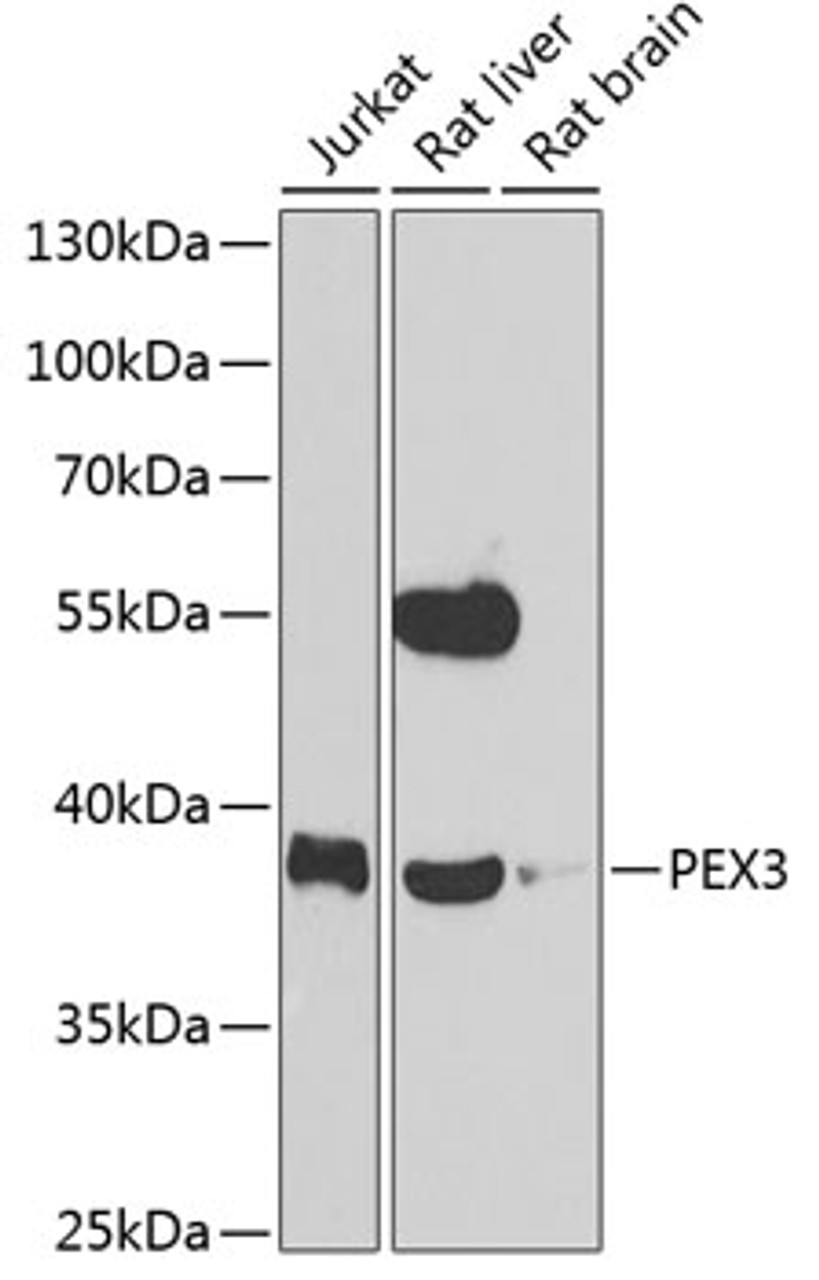 Western blot analysis of extracts of various cell lines, using PEX3 antibody (22-885) at 1:1000 dilution._Secondary antibody: HRP Goat Anti-Rabbit IgG (H+L) at 1:10000 dilution._Lysates/proteins: 25ug per lane._Blocking buffer: 3% nonfat dry milk in TBST._Detection: ECL Enhanced Kit._Exposure time: 90s.