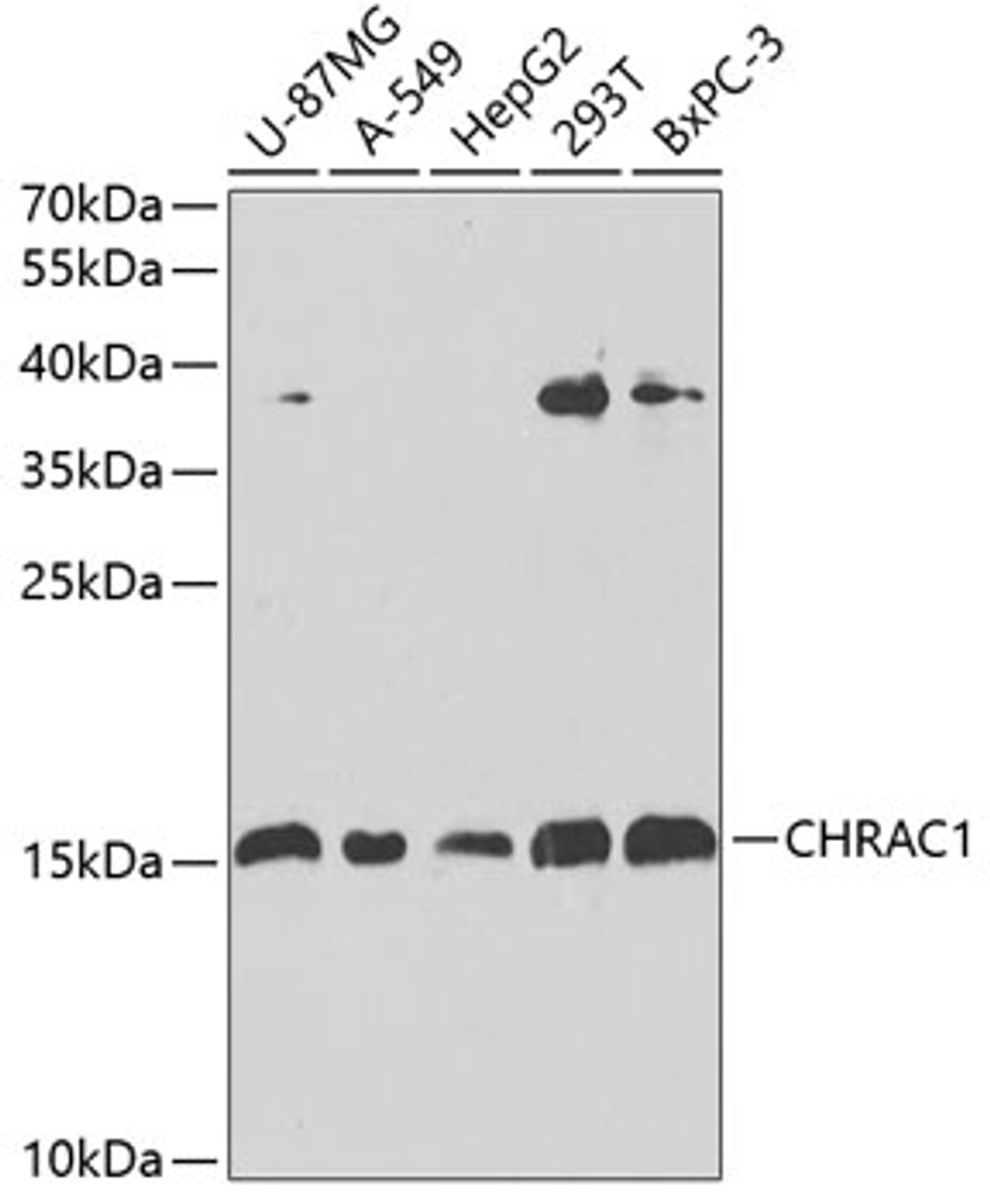 Western blot analysis of extracts of various cell lines, using CHRAC1 antibody (22-896) at 1:1000 dilution.<br/>Secondary antibody: HRP Goat Anti-Rabbit IgG (H+L) at 1:10000 dilution.<br/>Lysates/proteins: 25ug per lane.<br/>Blocking buffer: 3% nonfat dry milk in TBST.<br/>Detection: ECL Basic Kit.<br/>Exposure time: 60s.