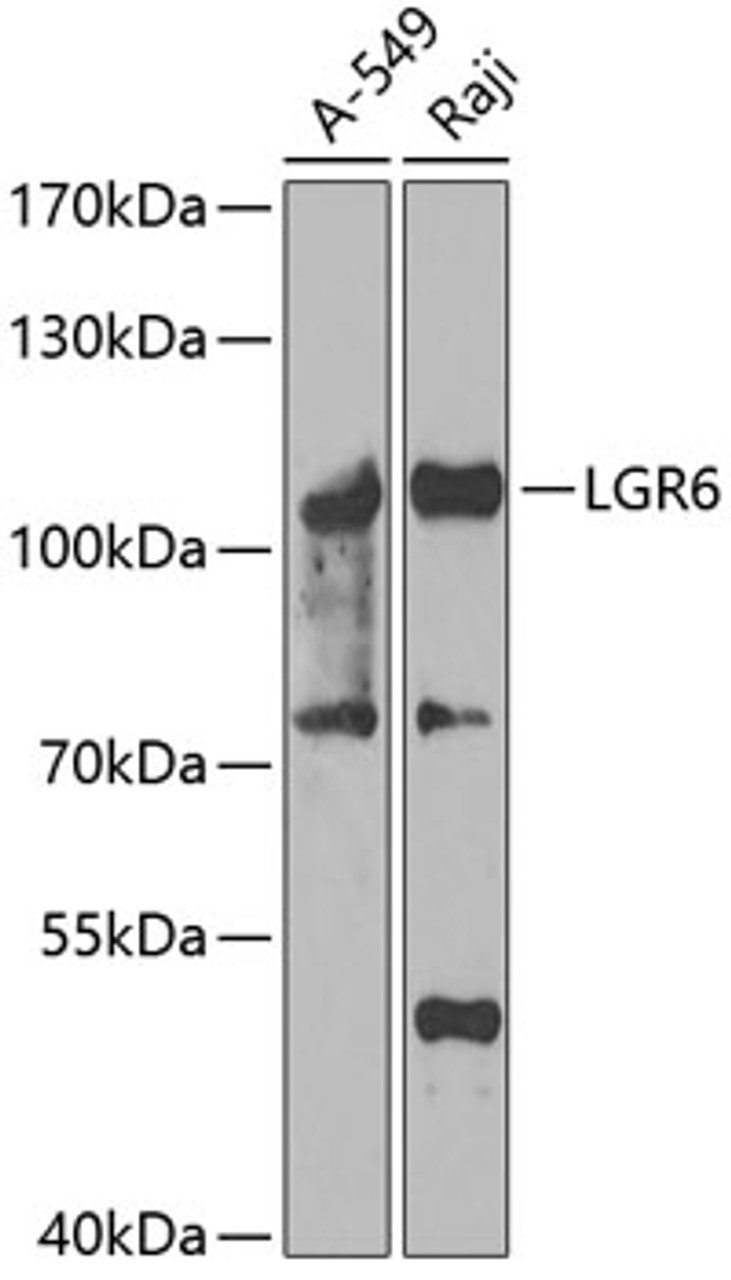 Western blot analysis of extracts of various cell lines, using LGR6 antibody (22-904) at 1:1000 dilution._Secondary antibody: HRP Goat Anti-Rabbit IgG (H+L) at 1:10000 dilution._Lysates/proteins: 25ug per lane._Blocking buffer: 3% nonfat dry milk in TBST._Detection: ECL Enhanced Kit._Exposure time: 90s.