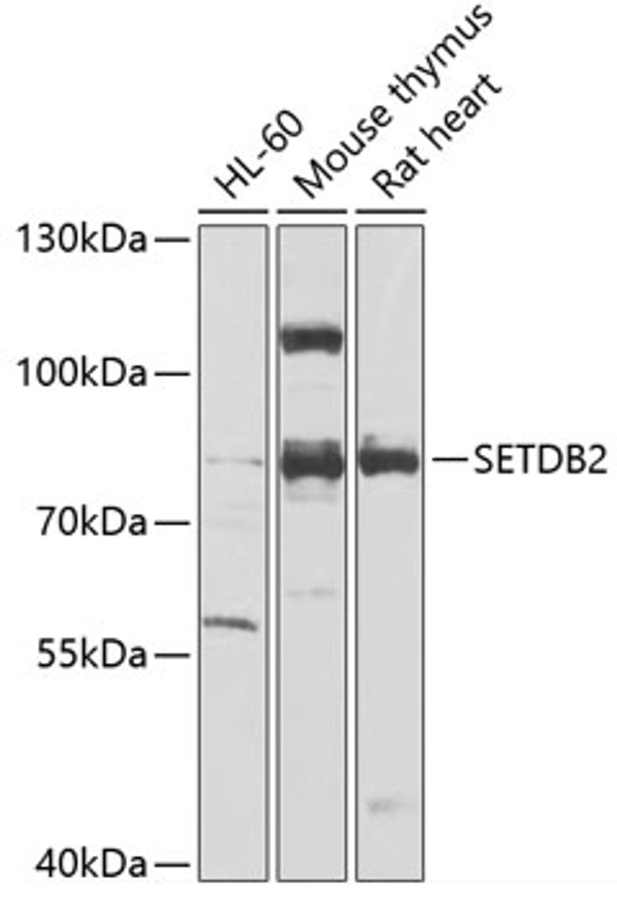 Western blot analysis of extracts of various cell lines, using SETDB2 antibody (22-909) at 1:1000 dilution.<br/>Secondary antibody: HRP Goat Anti-Rabbit IgG (H+L) at 1:10000 dilution.<br/>Lysates/proteins: 25ug per lane.<br/>Blocking buffer: 3% nonfat dry milk in TBST.<br/>Detection: ECL Enhanced Kit.<br/>Exposure time: 60s.