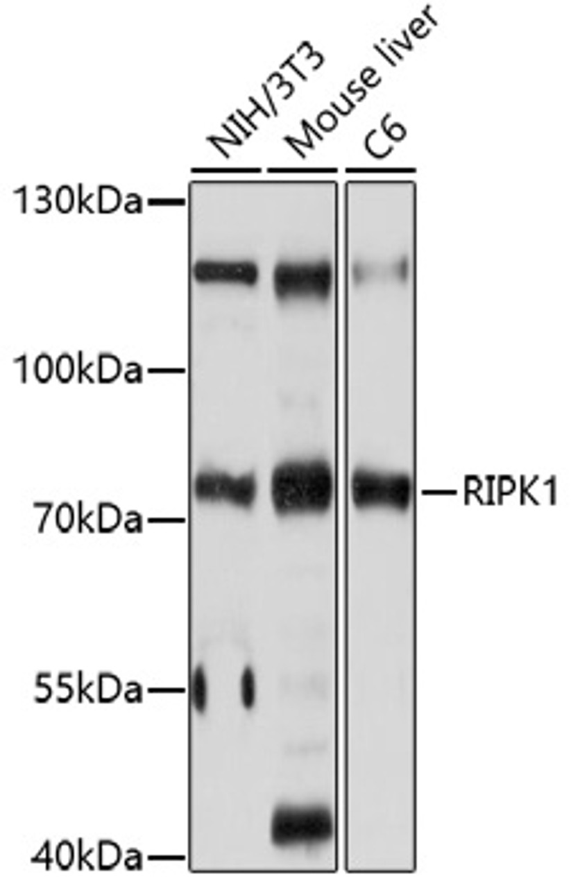 Western blot analysis of extracts of various cell lines, using RIPK1 antibody (22-922) at 1:1000 dilution.<br/>Secondary antibody: HRP Goat Anti-Rabbit IgG (H+L) at 1:10000 dilution.<br/>Lysates/proteins: 25ug per lane.<br/>Blocking buffer: 3% nonfat dry milk in TBST.<br/>Detection: ECL Basic Kit.<br/>Exposure time: 10s.