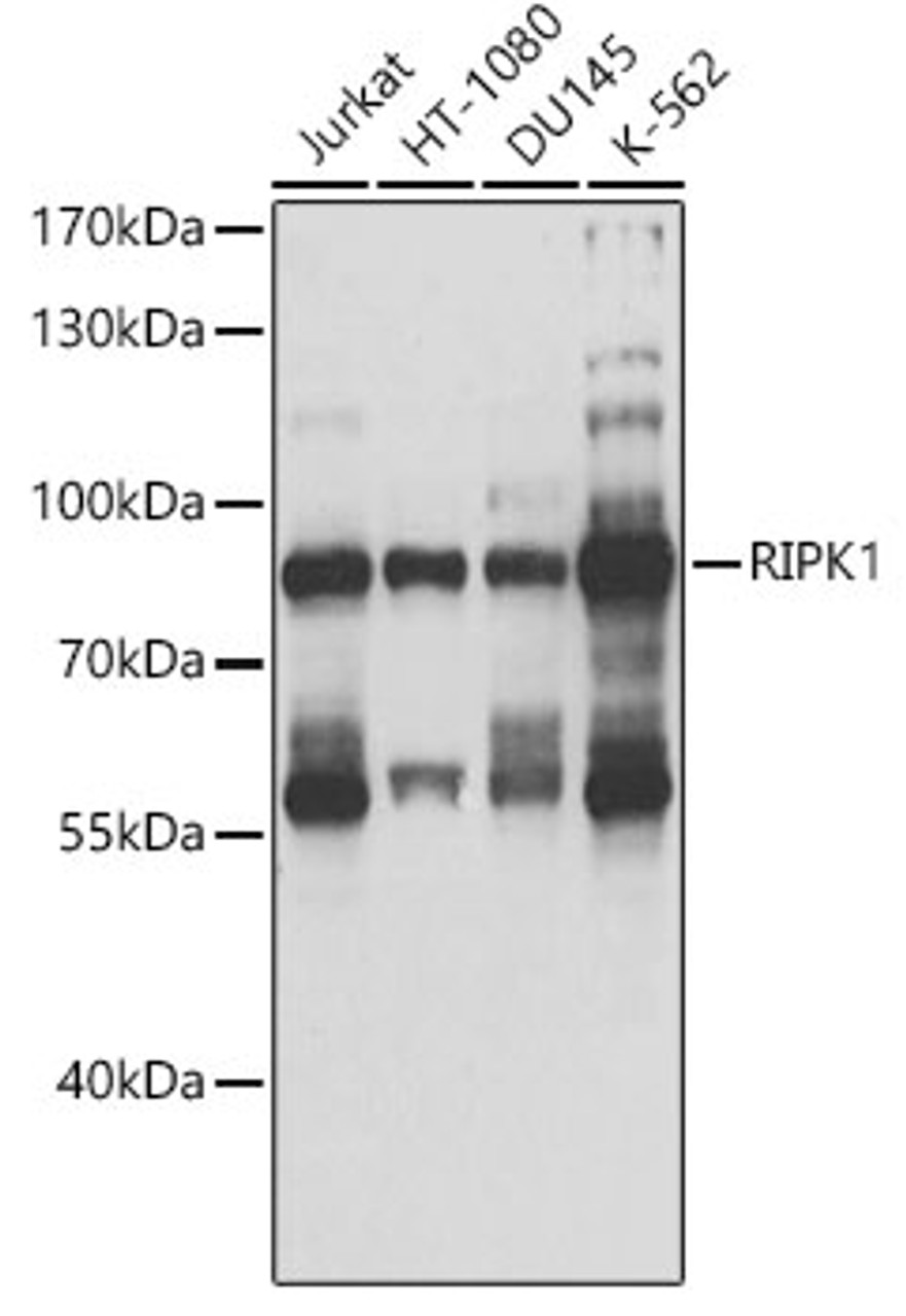 Western blot analysis of extracts of various cell lines, using RIPK1 antibody (22-922) at 1:1000 dilution.<br/>Secondary antibody: HRP Goat Anti-Rabbit IgG (H+L) at 1:10000 dilution.<br/>Lysates/proteins: 25ug per lane.<br/>Blocking buffer: 3% nonfat dry milk in TBST.<br/>Detection: ECL Basic Kit.<br/>Exposure time: 1s.