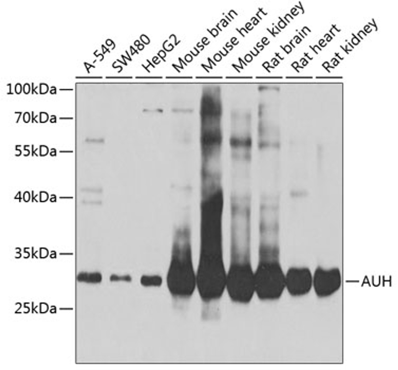 Western blot analysis of extracts of various cell lines, using AUH antibody (22-927) at 1:1000 dilution.<br/>Secondary antibody: HRP Goat Anti-Rabbit IgG (H+L) at 1:10000 dilution.<br/>Lysates/proteins: 25ug per lane.<br/>Blocking buffer: 3% nonfat dry milk in TBST.<br/>Detection: ECL Basic Kit.<br/>Exposure time: 60s.
