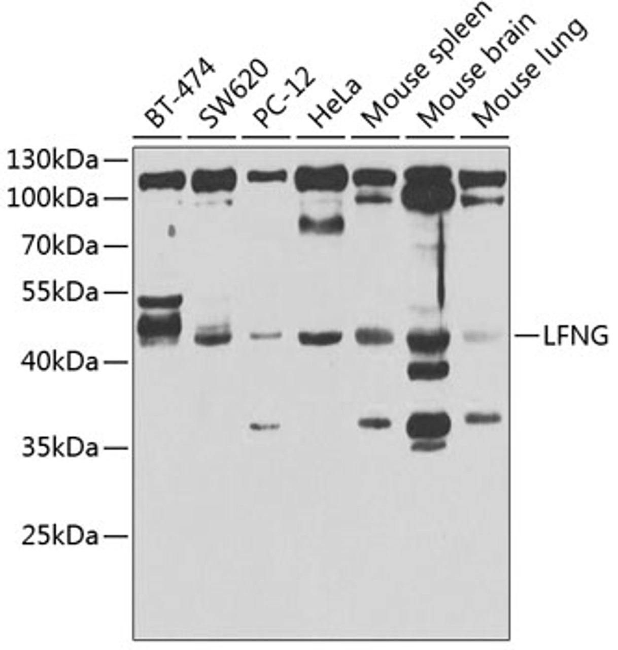 Western blot analysis of extracts of various cell lines, using LFNG antibody (22-941) at 1:1000 dilution._Secondary antibody: HRP Goat Anti-Rabbit IgG (H+L) at 1:10000 dilution._Lysates/proteins: 25ug per lane._Blocking buffer: 3% nonfat dry milk in TBST._Detection: ECL Enhanced Kit._Exposure time: 30s.