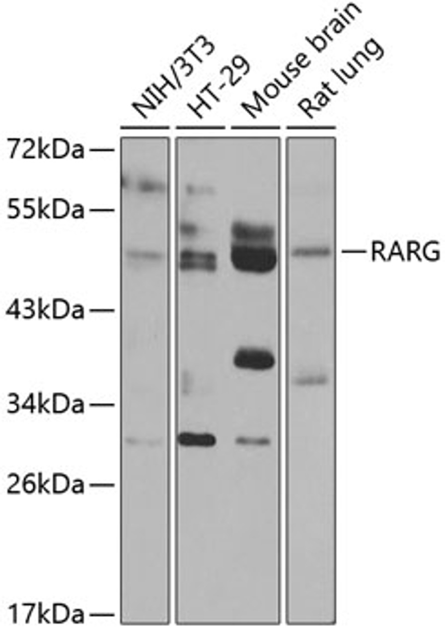 Western blot analysis of extracts of various cell lines, using RARG antibody (22-948) at 1:1000 dilution.<br/>Secondary antibody: HRP Goat Anti-Rabbit IgG (H+L) at 1:10000 dilution.<br/>Lysates/proteins: 25ug per lane.<br/>Blocking buffer: 3% nonfat dry milk in TBST.<br/>Detection: ECL Basic Kit.<br/>Exposure time: 30s.
