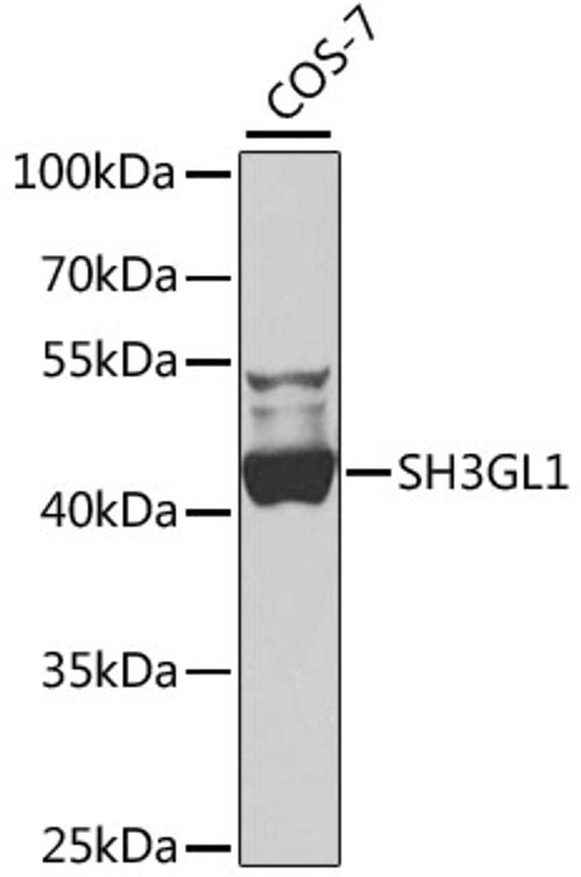 Western blot analysis of extracts of COS-7 cells, using SH3GL1 antibody (22-949) at 1:1000 dilution.<br/>Secondary antibody: HRP Goat Anti-Rabbit IgG (H+L) at 1:10000 dilution.<br/>Lysates/proteins: 25ug per lane.<br/>Blocking buffer: 3% nonfat dry milk in TBST.<br/>Detection: ECL Basic Kit.<br/>Exposure time: 60s.